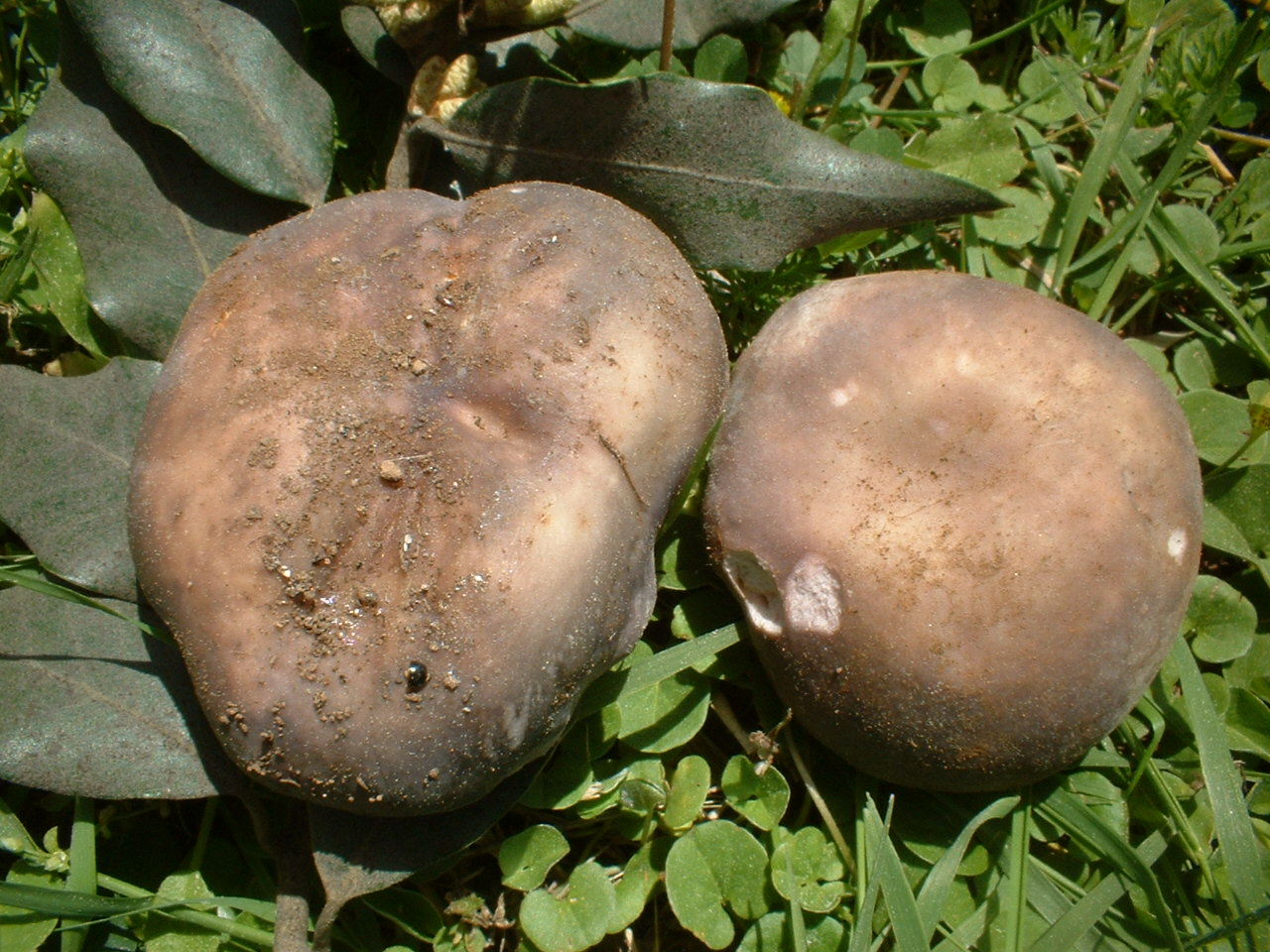 russula cyanoxantha..........forse